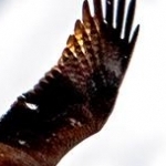 _04C6836.jpg  Sus au prédateur; le milan n'est pas le bienvenu au dessus des nids de mouettes